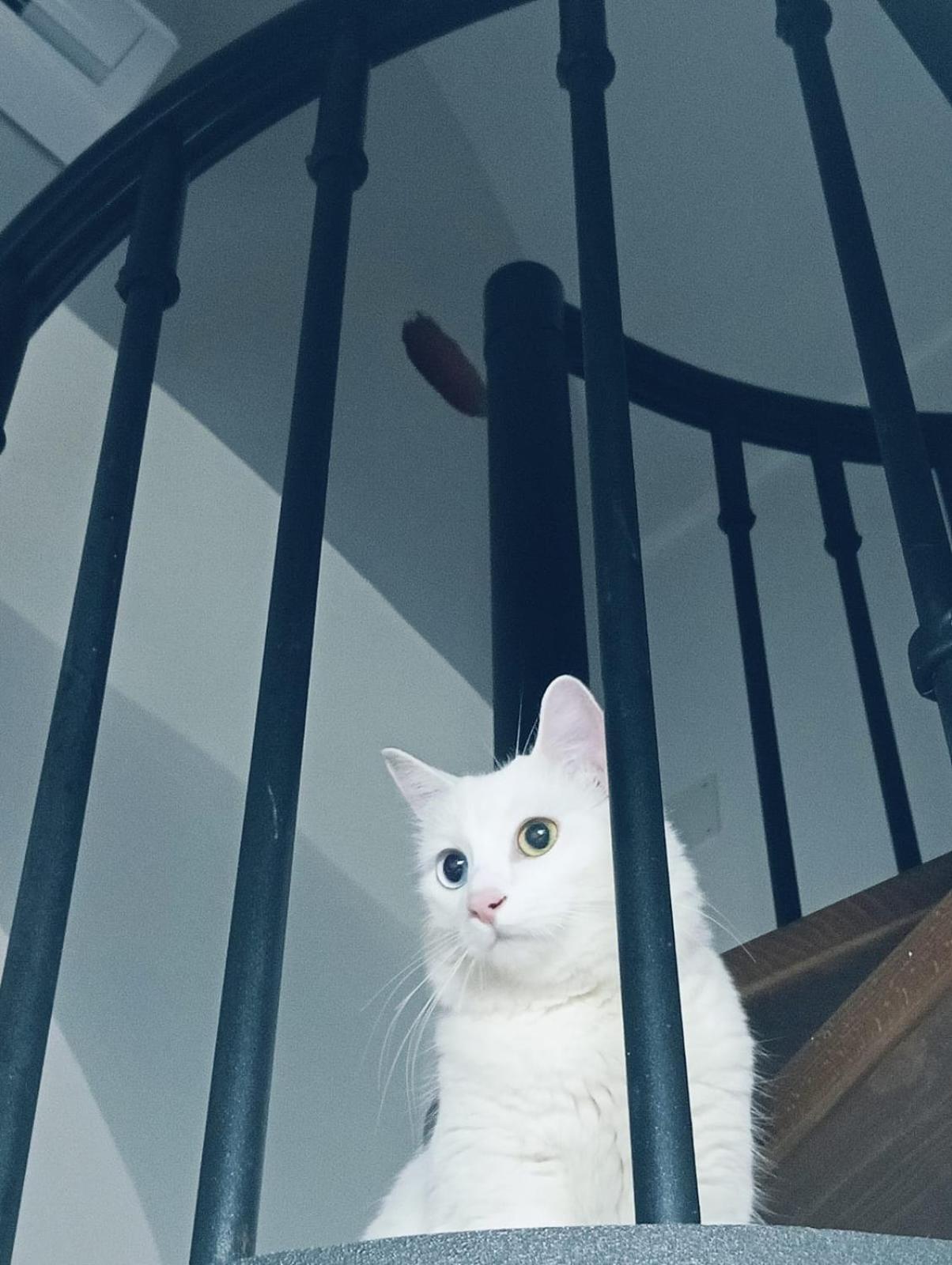 Vila The White Cat Neapol Exteriér fotografie